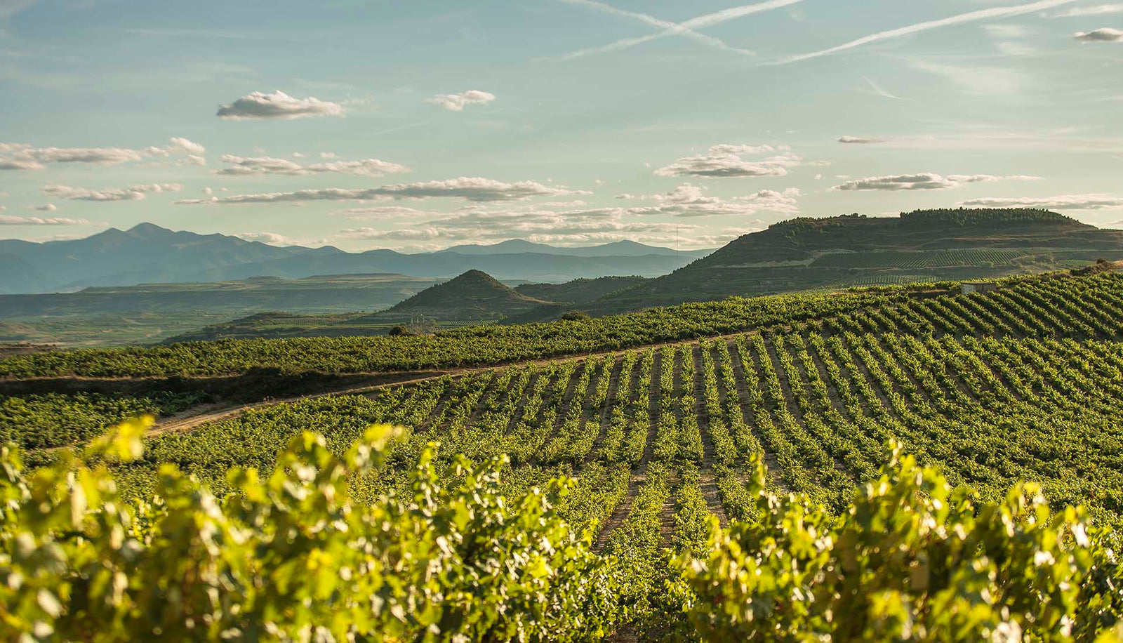 Viñedos y Bodegas de la Marquesa - Valserrano