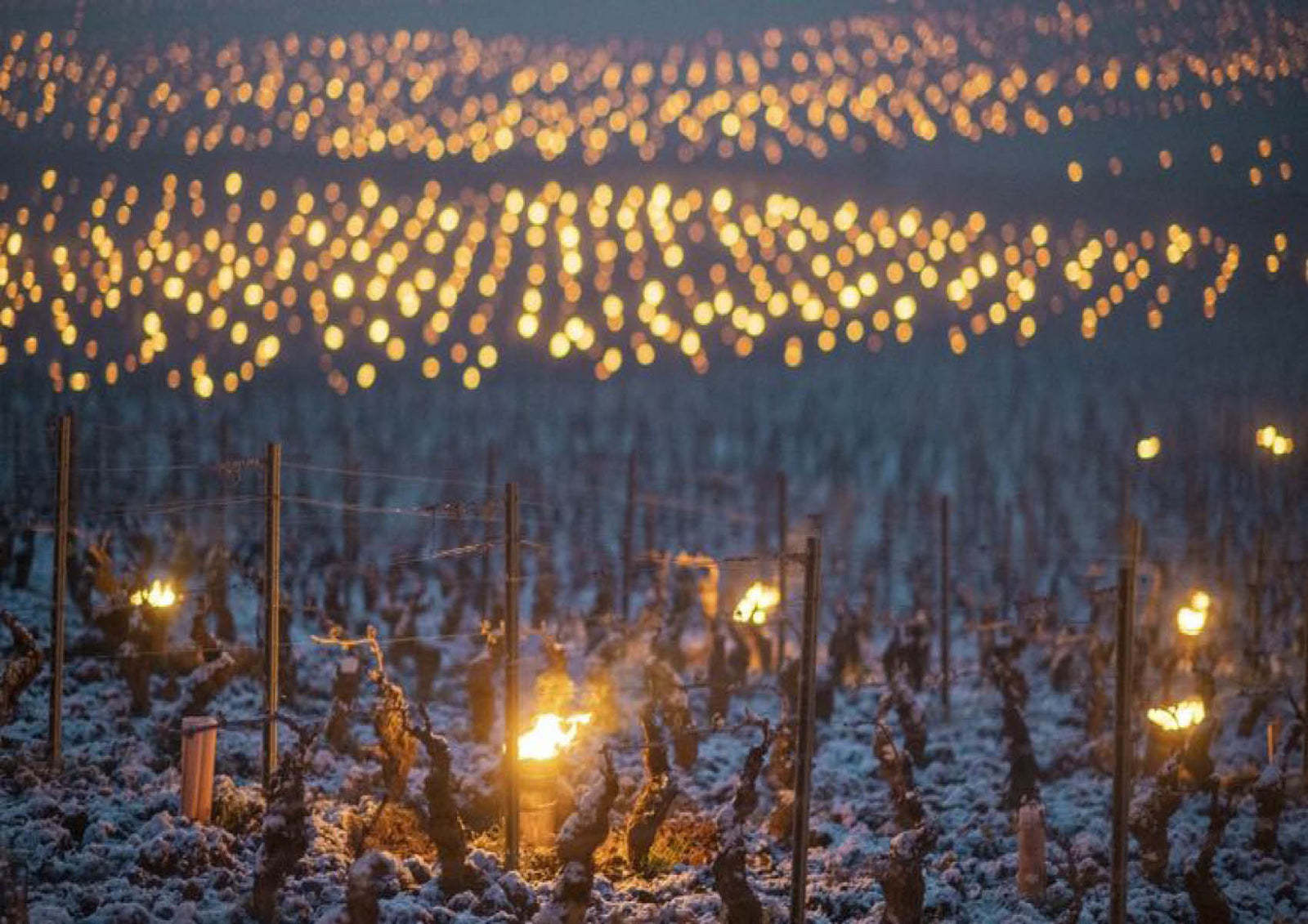 Frosts hit French Harvest