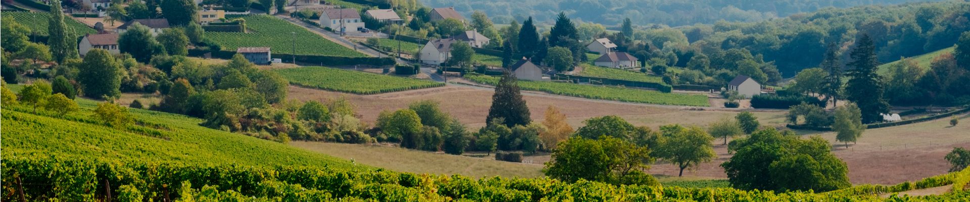 Loire Valley by Whelehans Wines