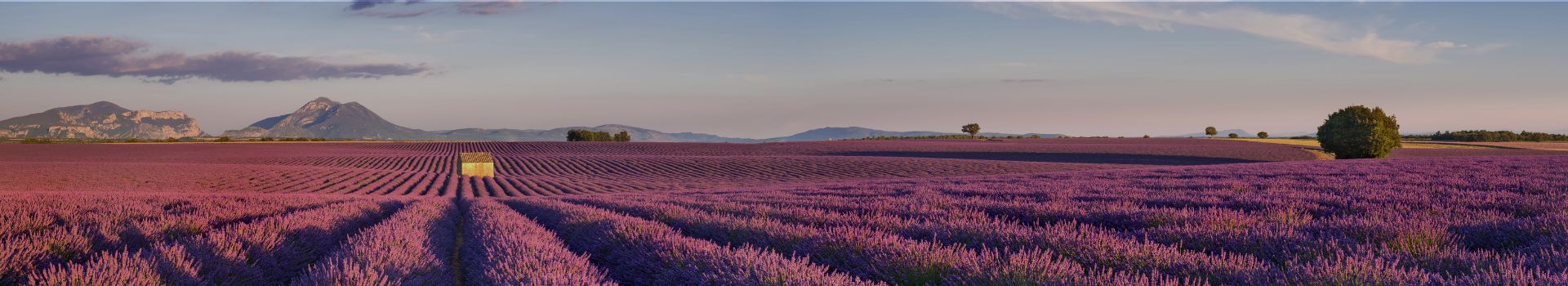 Lavender fields of Provence illustrating rosé wines collection by Whelehans wines. 