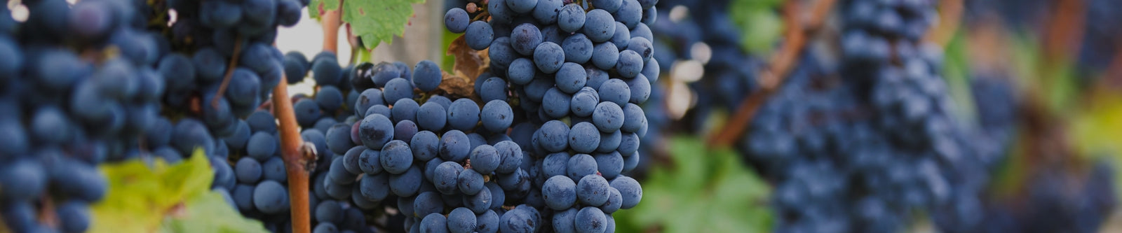 Cabernet Franc Selection by Whelehans Wines.