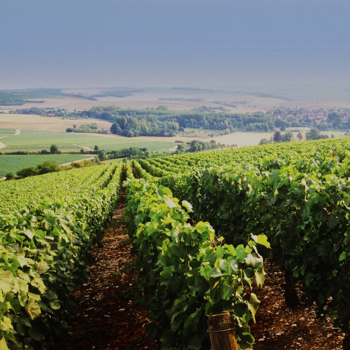 Chablis vineyards illustrating Chablis wine collection by Whelehans Wines