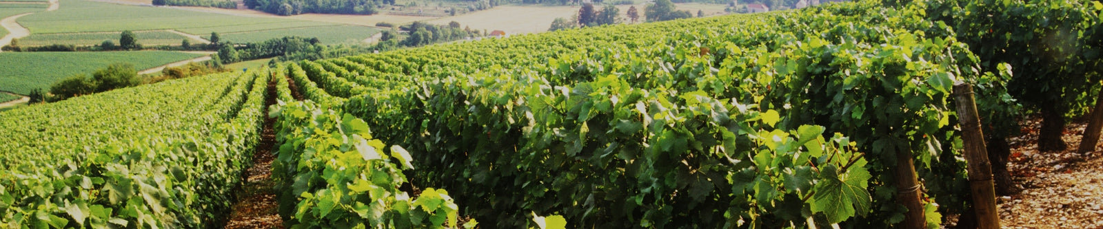 Chablis vineyards illustrating Chablis wine collection by Whelehans Wines