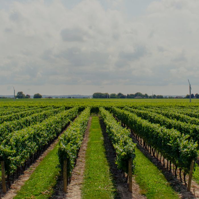 Bordeaux vineyard illustrating the Cru Bourgeois collection by Whelehans Wines