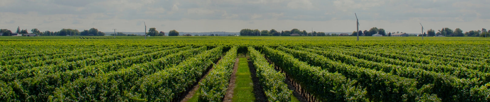 Bordeaux vineyard illustrating the Cru Bourgeois collection by Whelehans Wines