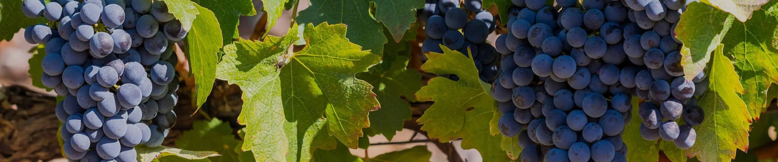 Image of Pinotage grapes to illustrate Pinotage collection by Whelehans Wines.