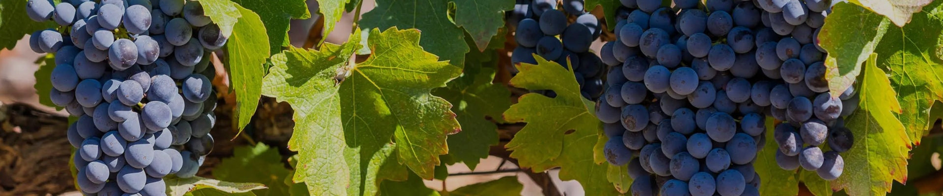 Image of Pinotage grapes to illustrate Pinotage collection by Whelehans Wines. 
