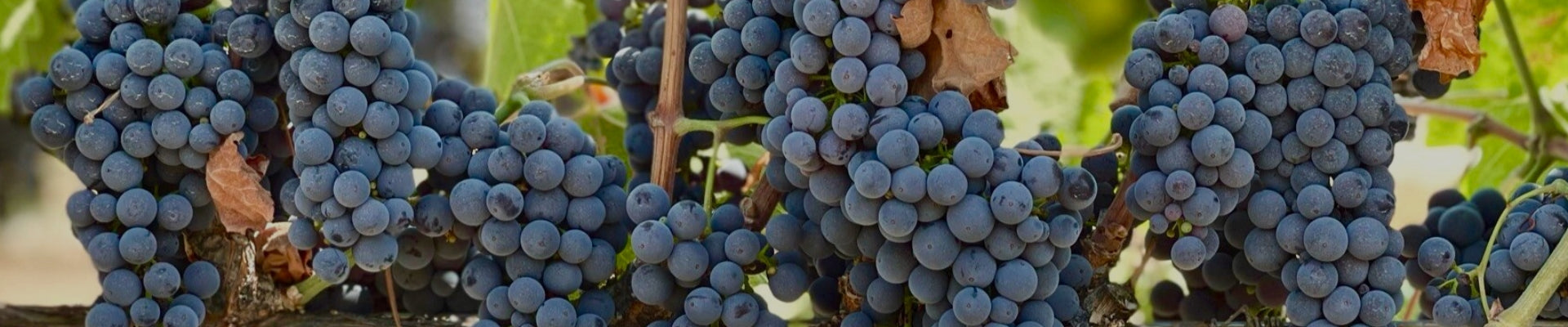 Syrah grapes illustrating Whelehans Wines' Syrah selection