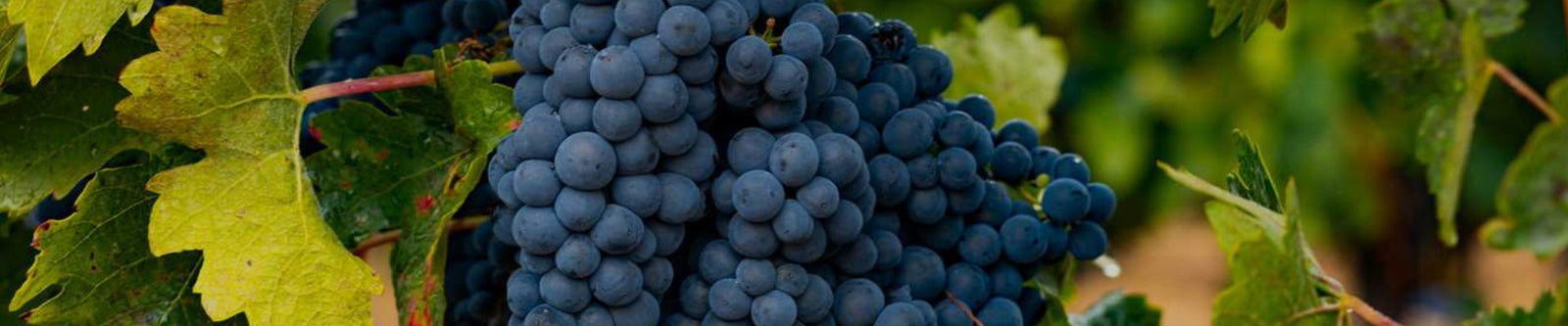 Tempranillo grape illustrating Whelehans Wines' tempranillo selection
