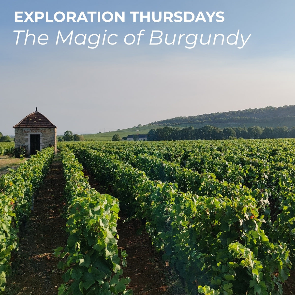 Exploration Thursdays | Thursday 08th October 2026 - The Magic of Burgundy