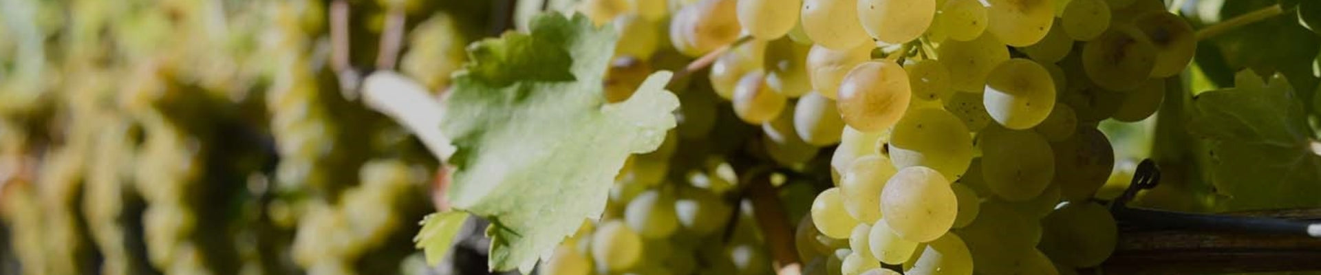 Explore our selection of Viognier wines