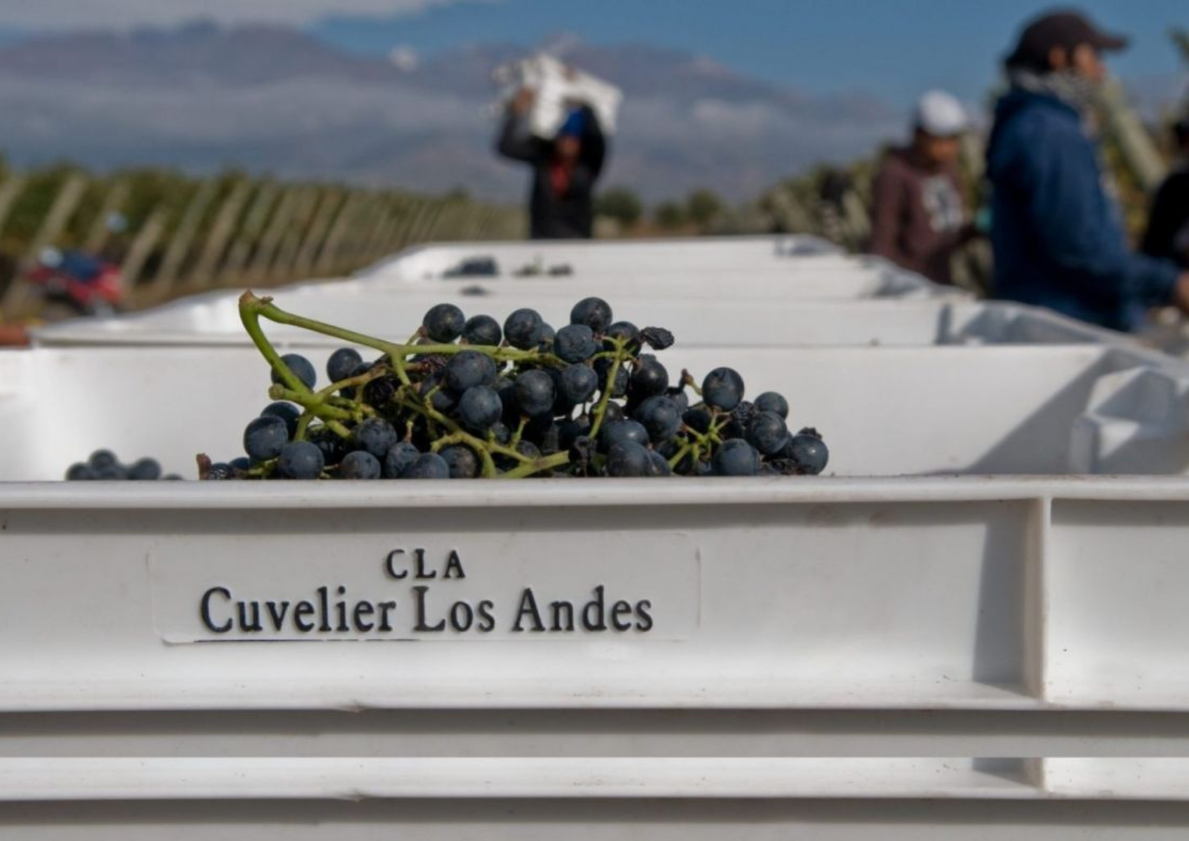 Cuvelier Los Andes Winery Image Whelehans Wines
