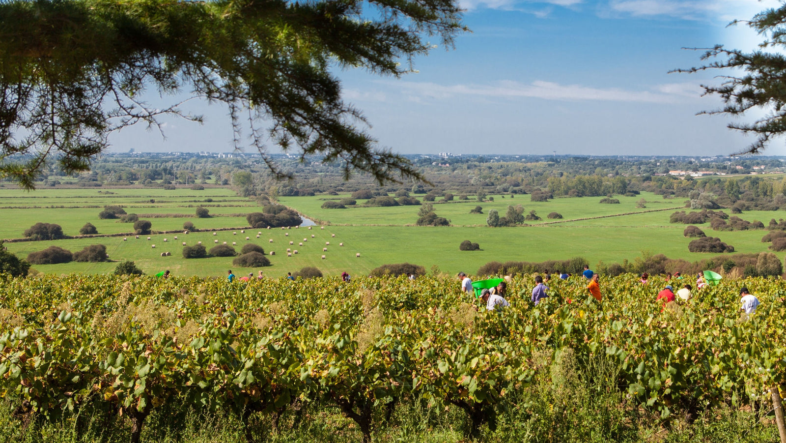 Domaine Luneau - Papin