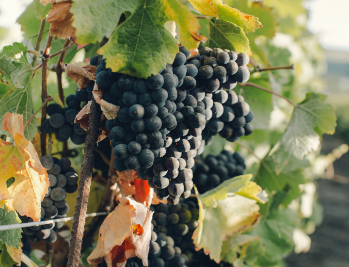 bunch of grapes illustrating corporate gifting section for Whelehans Wines. 