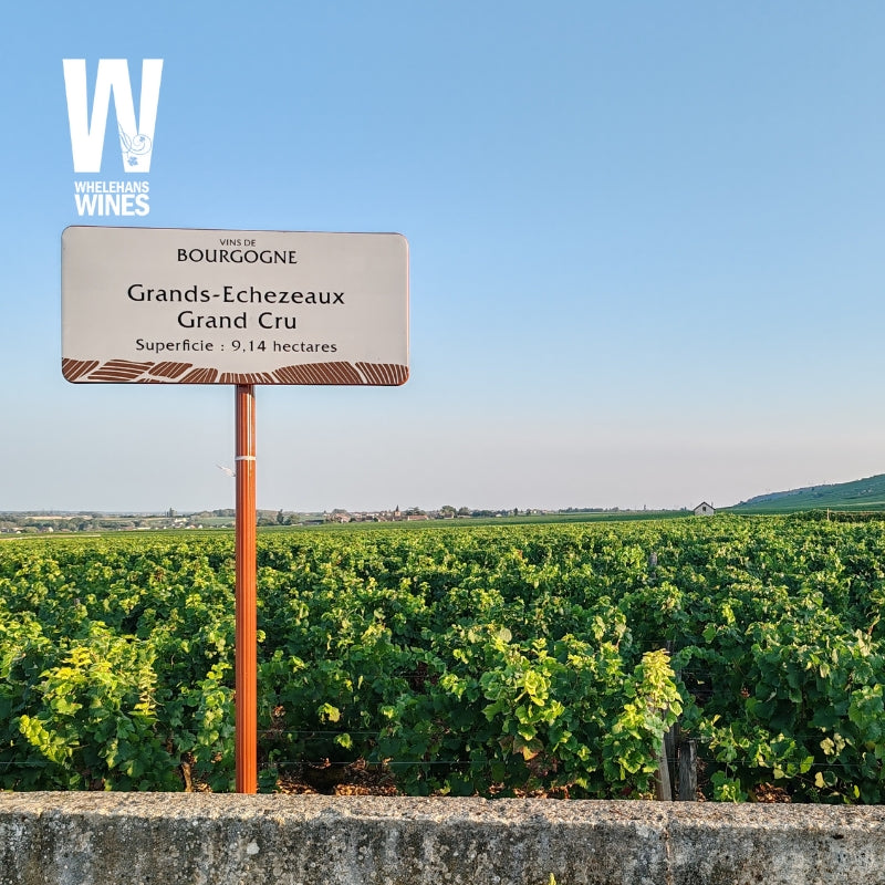 Exploration Thursdays | 12th February 2026 - Wines of Burgundy