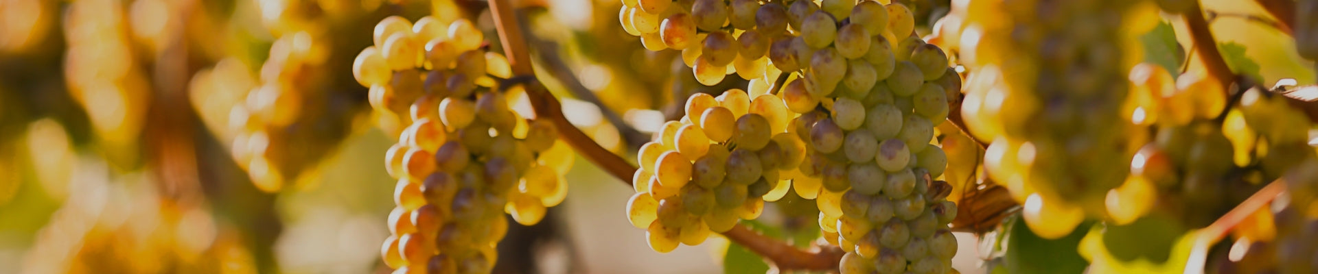 Chardonnay grapes by Whelehans Wines. 
