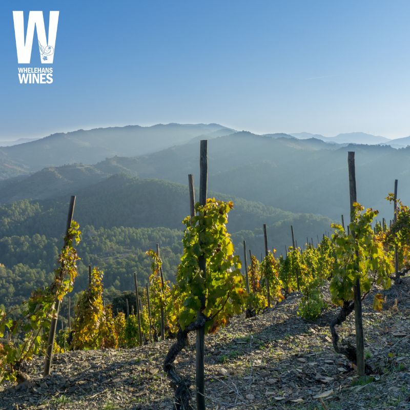 Image of Priorat vineyard illustrating Northern Spain exploration thursdays by Whelehans Wines. 