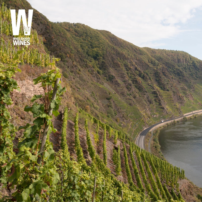 Mosel vineyard illustrating German &amp; Austria wine event by Whelehans Wines. 