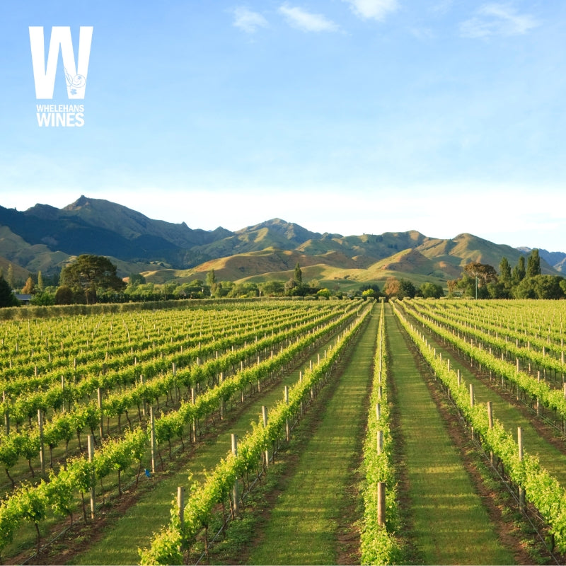 A New Zealand vineyard illustrating New-Zealand wine event at Whelehans Wines. 