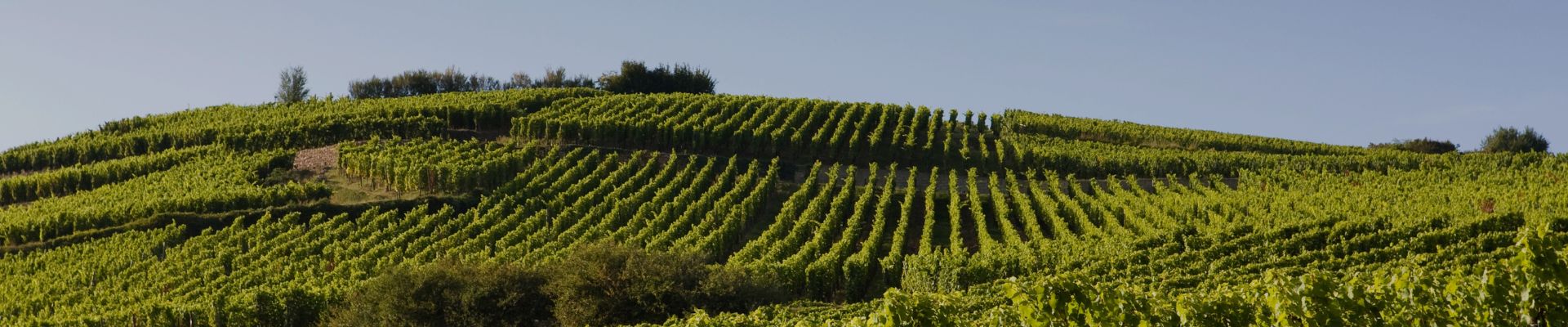 French vineyard illustrating Whelehans Wines' French wine selection