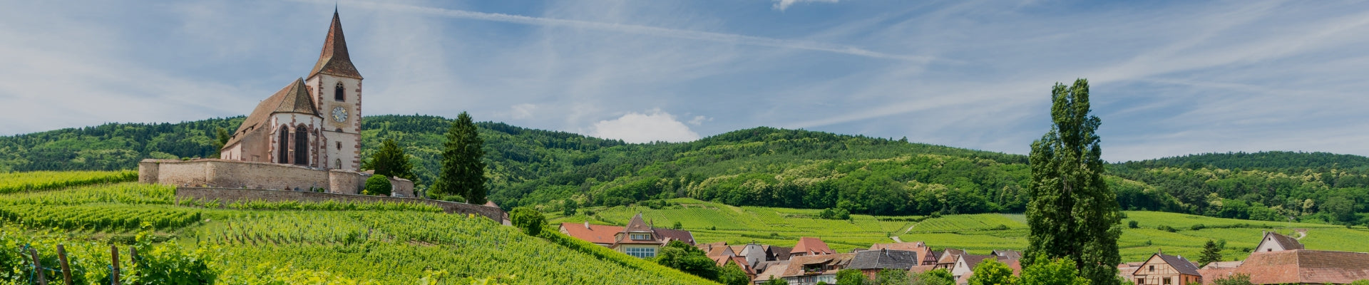 Gewürztraminer Vineyard in Alsace by Whelehans Wines