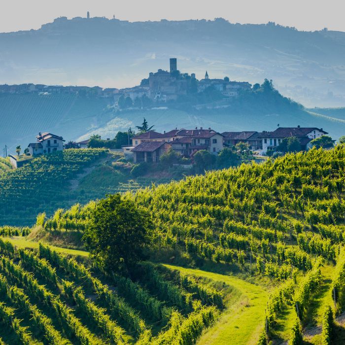 Image of an Italian vineyard illustrating the Italian wine selection by Whelehans Wines. 