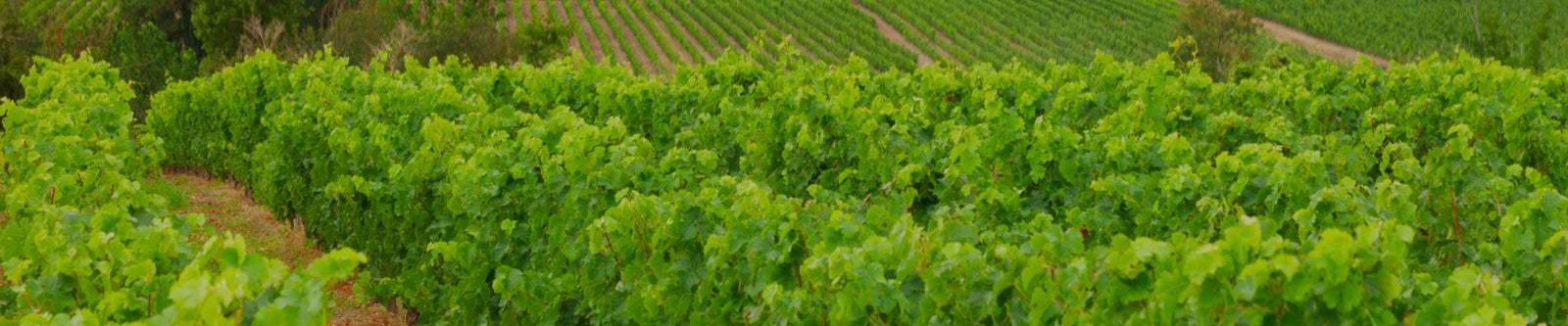 Loire Valley wine selection by Whelehans Wines 