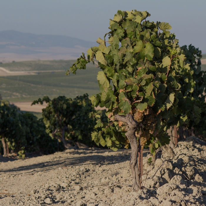 Palomino vineyard in Andalucía illustrating the Sherry collection of Whelehans Wines. 