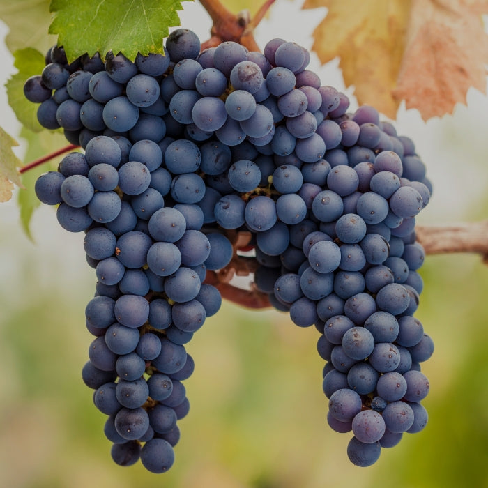 A bunch of pinot noir illustrating Whelehans Wines' pinot noir collection.  