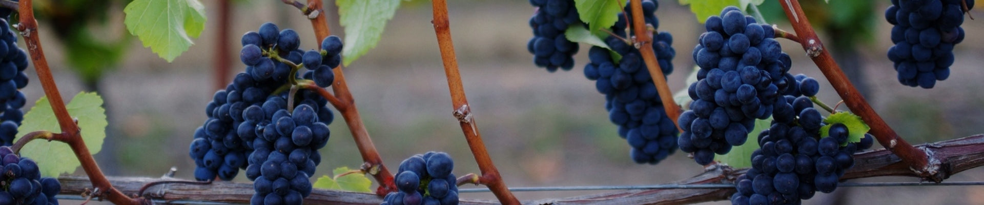 Image of pinot noir grapes illustrating the pinot noir selection of Whelehans Wines. 