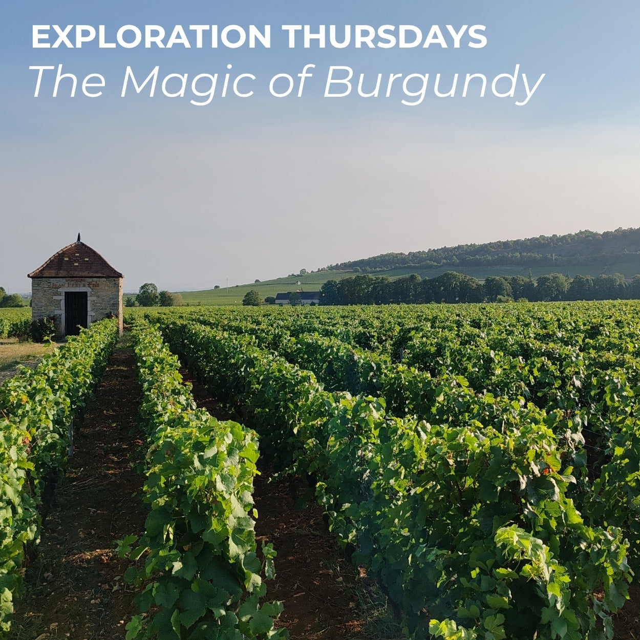 Exploration Thursdays | Thursday 08th October 2026 - The Magic of Burgundy