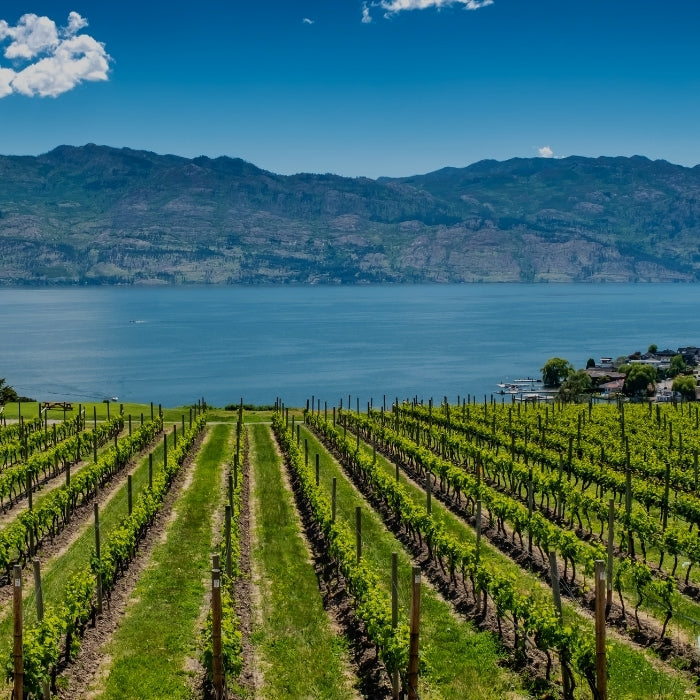 Sunny vineyard by a lake illustrating the View All Wine collection by Whelehans Wines. 