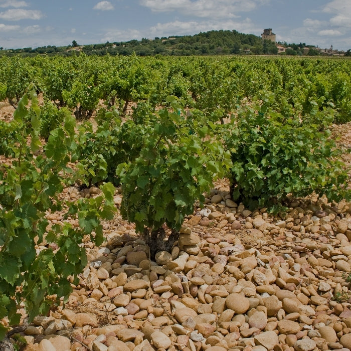 A vineyard in Chateauneuf-du-Pape illustrating the Chateauneuf-du-Pape selection by Whelehans Wines. 